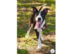 Adopt Rosie a Black - with White Border Collie / Mixed dog in Pensacola