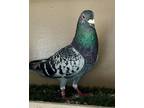 Adopt Solomon a Pigeon bird in Novato, CA (38545189)