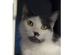Adopt Lana a Domestic Shorthair / Mixed cat in Sheboygan, WI (38434439)