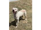 Adopt Precious a White Boxer / Mixed dog in Lancaster, TX (38557460)