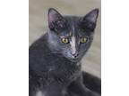 Adopt Minerva a Domestic Shorthair / Mixed (short coat) cat in North Fort Myers
