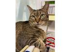 Adopt Squishy a Brown Tabby Domestic Shorthair / Mixed (short coat) cat in