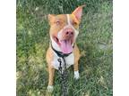 Adopt Yellowstone a Pit Bull Terrier / Mixed dog in Spring Hill, KS (38585579)