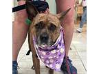 Adopt Felicia a Boxer / Mixed dog in Potomac, MD (38348379)