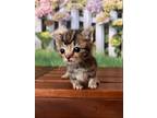 Adopt Pigeon a Bombay / Mixed (medium coat) cat in Buena Park, CA (38529623)