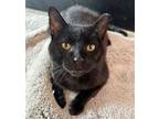 Adopt Harley (all around perfect cat) a Black (Mostly) Domestic Shorthair /