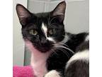 Adopt Zara a Domestic Short Hair