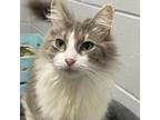 Adopt Peppermint a Domestic Long Hair