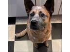 Adopt Jimmie a Red/Golden/Orange/Chestnut Australian Cattle Dog / Mixed dog in
