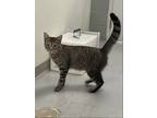 Adopt Tiggie a Brown Tabby Domestic Shorthair / Mixed (short coat) cat in