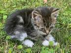 Adopt Jade URGENT a Domestic Shorthair / Mixed (short coat) cat in Scottsboro