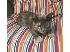 Adopt KitKat URGENT a Manx / Mixed (short coat) cat in Scottsboro, AL (38528860)