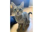 Adopt Cookie a Domestic Shorthair / Mixed cat in Knoxville, TN (38515940)