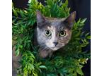 Adopt Charcoal and Reseda a Gray or Blue Maine Coon / Mixed (long coat) cat in