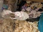 Adopt Willie Nelson a White Mouse small animal in Aurora, IL (38614659)