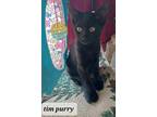 Adopt Tim Purry a All Black Domestic Mediumhair / Mixed (medium coat) cat in