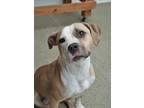 Adopt Butter Pecan 49932 a Tan/Yellow/Fawn Mixed Breed (Medium) / Mixed dog in