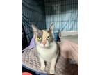 Adopt princess penelope a Calico / Mixed (medium coat) cat in Hinckley