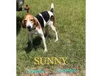 Adopt Sunny a Tricolor (Tan/Brown & Black & White) Treeing Walker Coonhound /