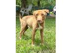 Adopt Ralo a Spaniel (Unknown Type) / Mixed dog in Mobile, AL (38604569)