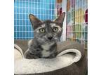 Adopt Lilo a Domestic Shorthair / Mixed cat in Troy, VA (38379017)