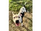 Adopt Choo Choo Train a White American Pit Bull Terrier / Mixed dog in Irving