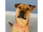 Adopt Odie a Tan/Yellow/Fawn Mixed Breed (Large) / Mixed dog in Great Falls