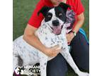 Adopt BEANS a White - with Black Pointer / Mixed dog in Tucson, AZ (38596402)