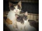 Adopt Lily a Calico or Dilute Calico Domestic Shorthair / Mixed (short coat) cat