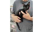 Adopt PINKY - ADOPTED a Black (Mostly) Domestic Shorthair (short coat) cat in