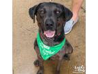 Adopt Gatsby a Black - with Gray or Silver Labrador Retriever / Catahoula