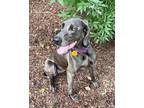 Adopt Kira a Weimaraner