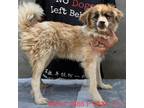 Adopt Minka 7686 a Tan/Yellow/Fawn Border Collie / Mixed Breed (Small) / Mixed