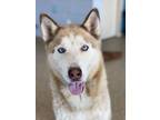 Adopt Alec *Adoption fee Sponsored* a White Husky / Mixed dog in Columbia City