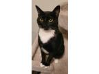 Adopt Alita a Black & White or Tuxedo Domestic Shorthair / Mixed cat in Battle