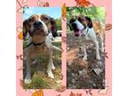 Adopt Maddie a Treeing Walker Coonhound / Black Mouth Cur / Mixed dog in Tool