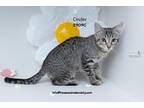 Adopt Cinder a Domestic Shorthair / Mixed (short coat) cat in Spring