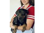 Adopt Lizzy a Black - with Tan, Yellow or Fawn Miniature Pinscher / Doberman