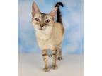 Adopt Zelda a Siamese (short coat) cat in Petersburg, TN (38365514)