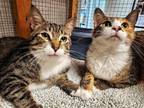 Adopt Ivan and Ilsa (BONDED PAIR) a Brown Tabby Domestic Shorthair / Mixed