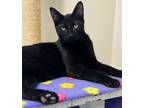 Adopt Rustic a Domestic Shorthair / Mixed cat in Osage Beach, MO (38589871)