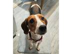 Adopt Sage a Treeing Walker Coonhound / Mixed dog in Washington, DC (38467121)