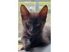 Adopt Ricky a All Black Domestic Mediumhair / Mixed cat in Panama City