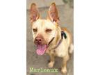 Adopt Marleaux a Ibizan Hound / Terrier (Unknown Type, Small) / Mixed dog in El