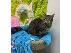 Adopt Juniper a Domestic Shorthair cat in Calimesa, CA (38530025)
