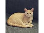 Adopt Craigory Jones a Tan or Fawn Tabby Domestic Shorthair / Mixed cat in