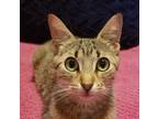 Adopt Oat #where-is-the-action a Brown Tabby Domestic Shorthair / Mixed (short