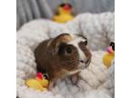 Adopt Elmo a Guinea Pig small animal in Carson City, NV (38518790)