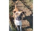 Adopt Palmer a Hound (Unknown Type) / Mixed dog in Cleveland, TN (38566747)