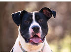 Adopt Jonesie a Black Mixed Breed (Large) / Mixed dog in Williamsburg